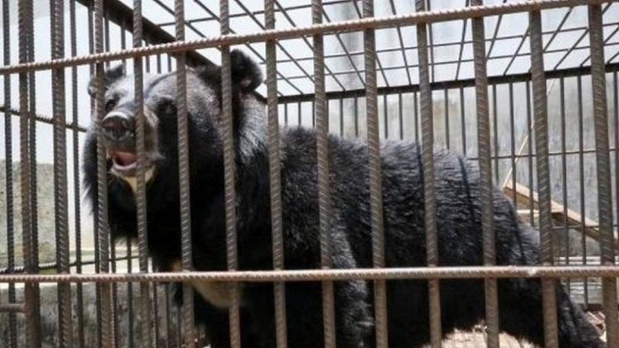 Su Yen tinha achado que o animal era um cachorro da raça mastim tibetano, mas, na verdade, era um urso - Reprodução/China News