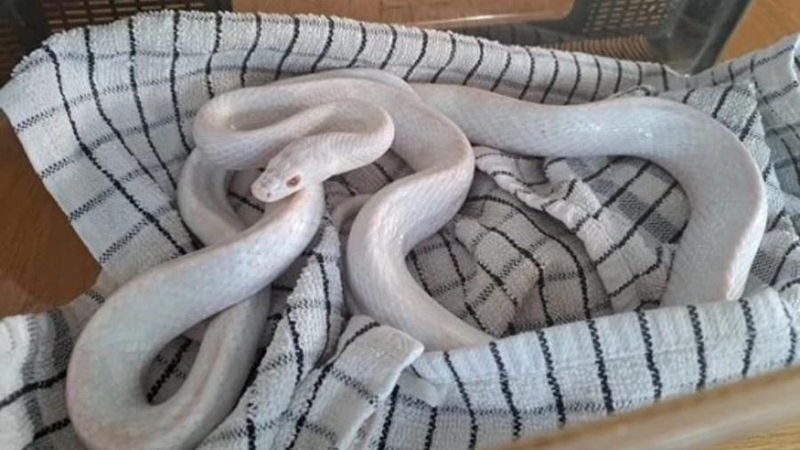 A serpente branca foi achada em um casa no País de Gales  - Reprodução/Facebook