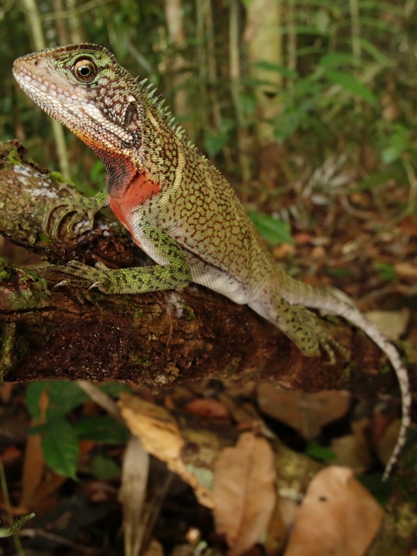 Álvaro del Campo/The Field Museum