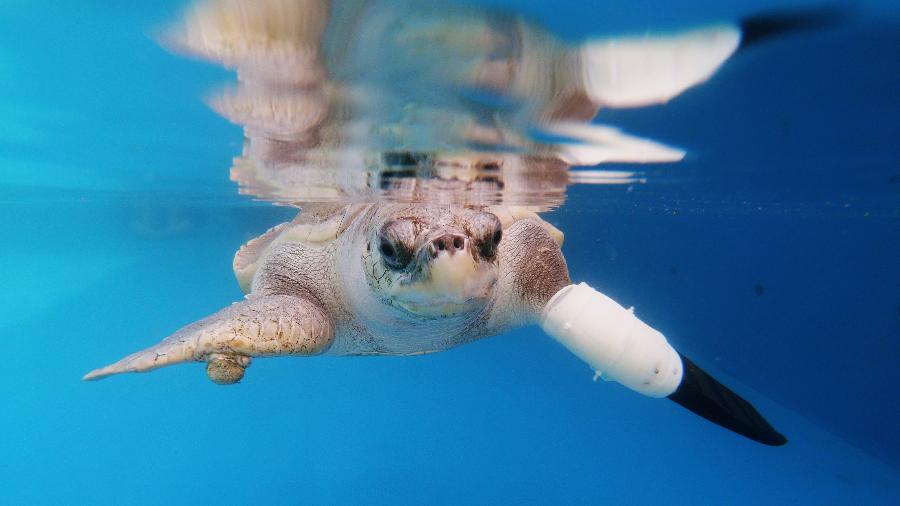 Goody, uma tartaruga-oliva, ganhou prótese de nadadeira - REUTERS/JIRAPORN KUHAKAN