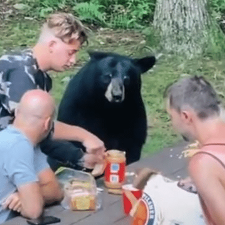 O urso-negro foi alimentado pela família enquanto tudo era filmado - Reprodução