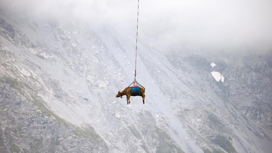 Vaca é transportada em helicóptero depois de temporada de verão nos alpes suíços - Arnd Wiegmann/Reuters