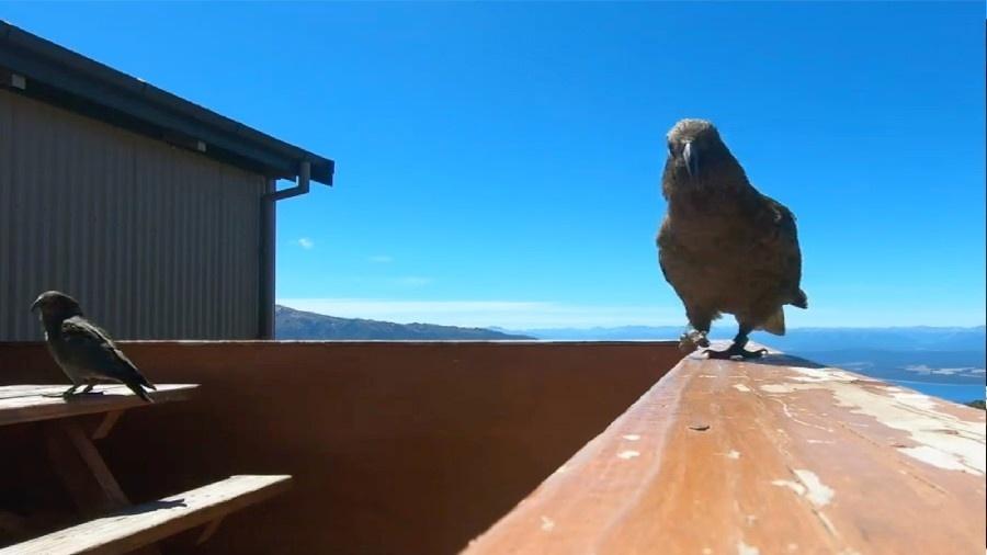 Câmera GoPro registra imagem de papagaio antes dele "sequestrá-la" - Divulgação/Alexandra Verheul