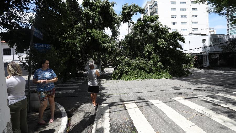 Chuvas que atingiram São Paulo na sexta-feira (3) derrubaram centenas de árvores