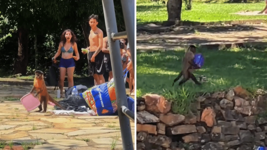 Macacos invadem e roubam piquenique de frequentadores de parque nacional 
