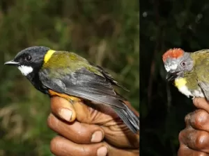 Bonitinha, mas intimidante: essas aves da Nova Guiné podem intoxicar você
