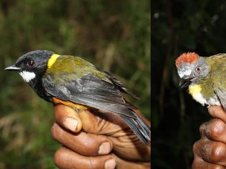 Assobiador-regente (à esquerda) e Sineiro-de-nuca-ruiva (à direita) são duas espécies de aves consideradas venenosas - Reprodução/New Guinea Birds