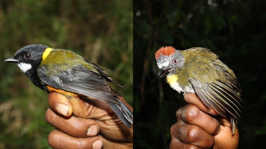 Assobiador-regente (à esquerda) e Sineiro-de-nuca-ruiva (à direita) são duas espécies de aves consideradas venenosas