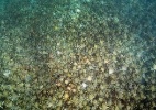  Cientista registra grupo de milhares de caranguejos na Austrália - Divulgação/Sheree Marris