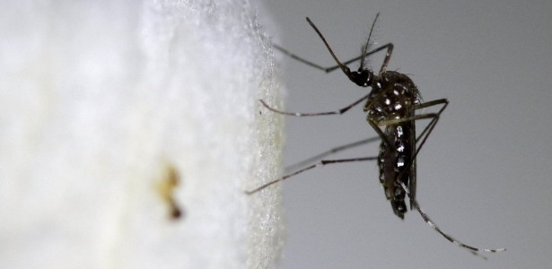 Se população de Aedes aegypti crescer, também aumentará o risco de transmissão urbana da febre amarela - Reuters