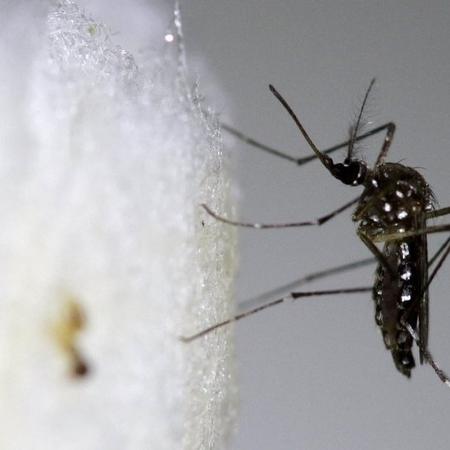 Acordo entre o governo de Minas Gerais e a mineradora Vale prevê a implementação de um projeto voltado para o combate às doenças causadas pelo mosquito Aedes aegypti (foto) - Reuters