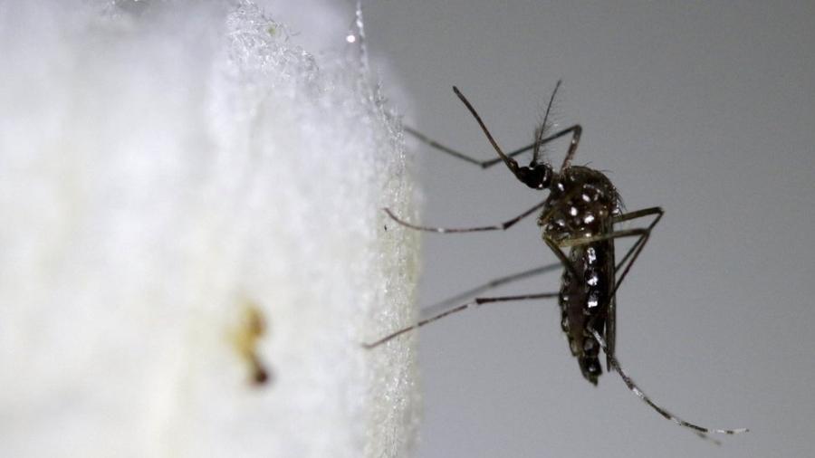 Empresa modificou mosquito transmissor de doenças como a Dengue - Reuters