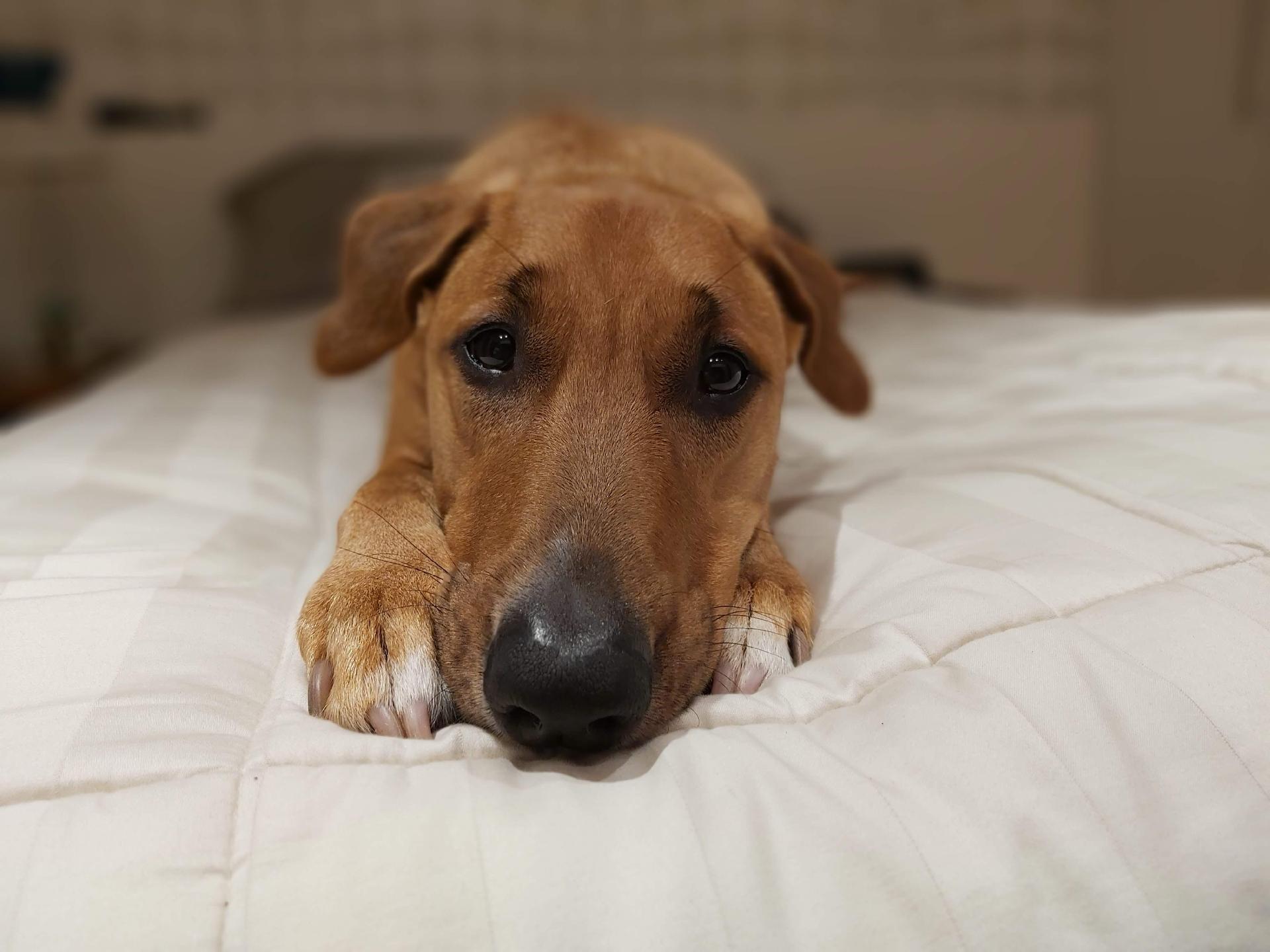 Foto no modo retrato de animal de estimação - Rodrigo Trindade/UOL