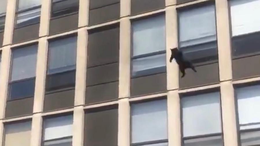 Gato escapa de incêndio e sobrevive após pular do 5º andar de um prédio nos EUA - Reprodução/ Twitter/ Chicago Fire Media