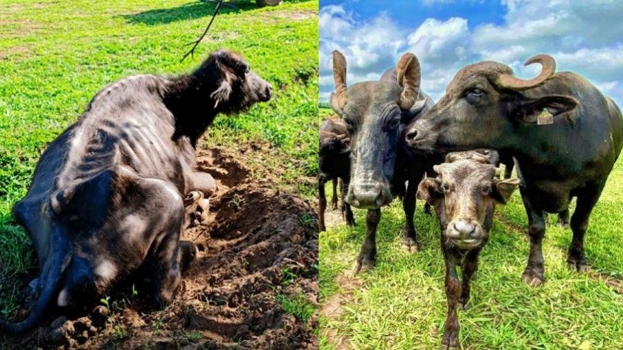 Búfala desnutrida e animais resgatados e saudáveis: ONG poderá mantê-las, decidiu a Justiça de São Paulo - Reprodução/PMESP e Instagram