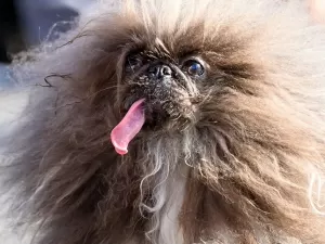 Pequinês vence concurso de cachorro mais feio do mundo