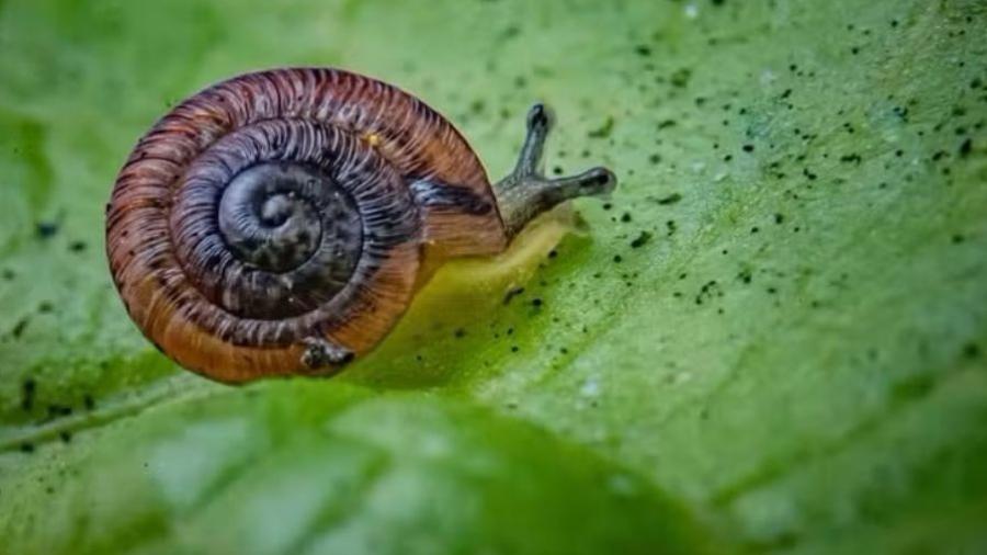 Após um século desaparecidos, caracóis do tamanho de ervilhas 'reaparecem' em ilha no Oceano Atlântico