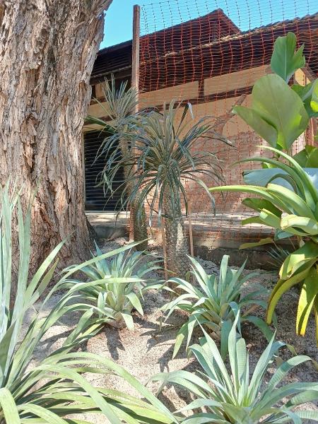 Imagem obtida pelo Conselho do Parque Água Branca mostra palmeira de madagascar sendo plantada em jardim; Casacor afirma que plantou espécies estrangeiras em vasos Imagem obtida pelo Conselho do Parque Água Branca mostra palmeira de madagascar sendo plantada em jardim; Casacor afirma que plantou espécies estrangeiras em vasos