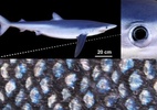 Tubarão que muda de cor? Descoberta sobre animal impressiona cientistas (Foto: Viktoriia Kamska)