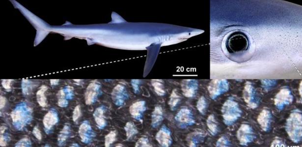 Tubarão que muda de cor? Descoberta sobre animal impressiona cientistas