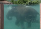 Zoo no Japão constrói piscina transparente para elefantes - BBC