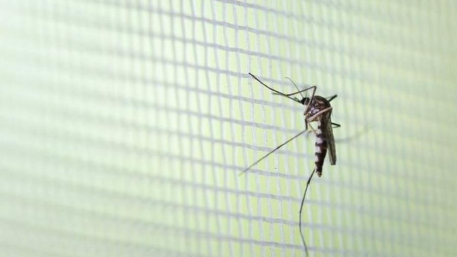 Além da covid-19, casos de dengue têm aumentado no país - Getty Images