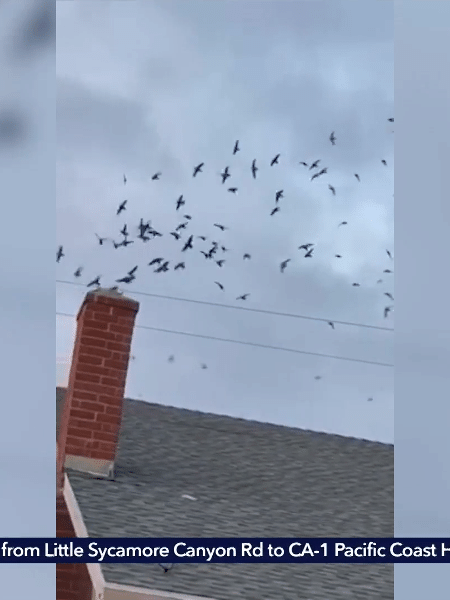 Casa na Califórnia é invadida por pássaros - Reprodução/KTLA