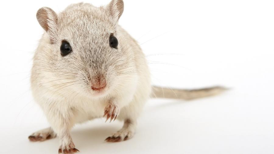 Rato camundongo - Shutterbug75/ Pixabay