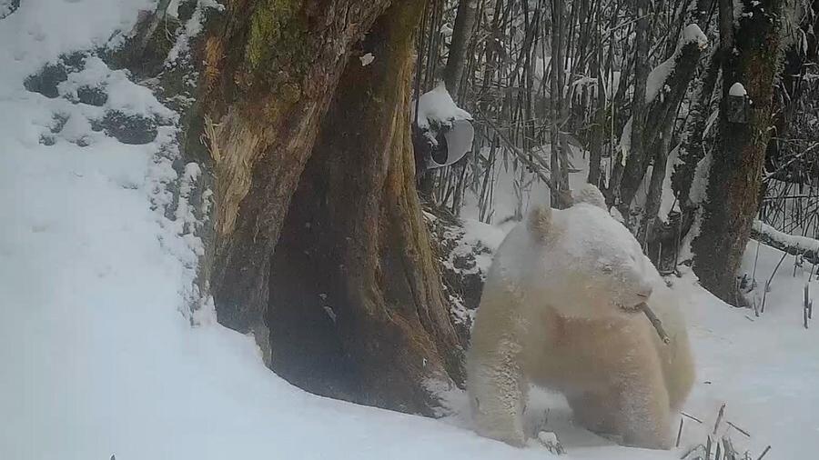 Panda já tinha sido visto em reserva na China em 2019, mas é a primeira vez que o rosto dele é fotografado  - Reprodução/@XHNews