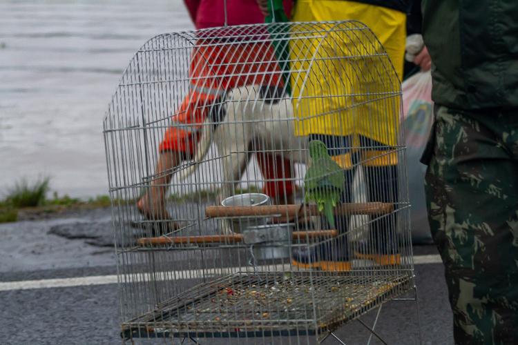 Voluntários também auxiliam no resgate dos animais de estimação