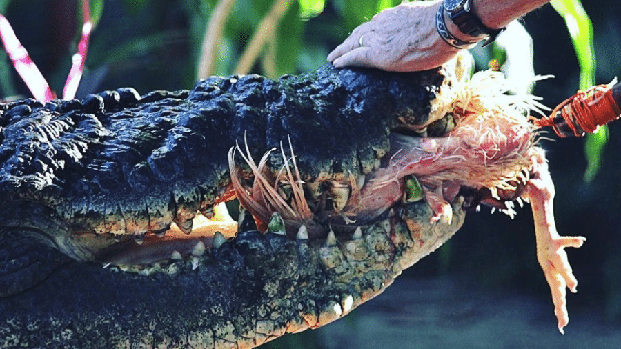 Crocodilo Cassius estava com a saúde debilitada desde 15 de outubro