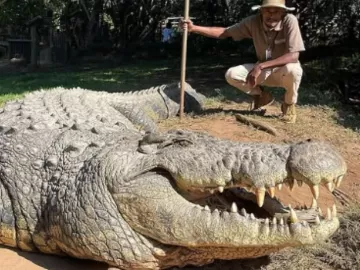 124 anos: os segredos da longevidade do crocodilo mais velho da história