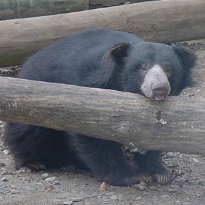 O urso-preguiça Goof, no Capron Park Zoo  - Capron Park Zoo/Facebook