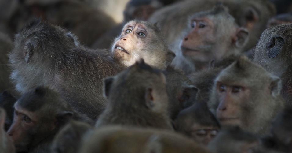21.set.2015 - Macacos de cauda longa são colocados em uma gaiola numa aldeia de Bancoc, na Tailândia