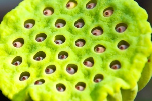 Tripofobia Por Que Algumas Pessoas Nao Conseguem Olhar Para Essa Flor De Lotus Noticias Bol