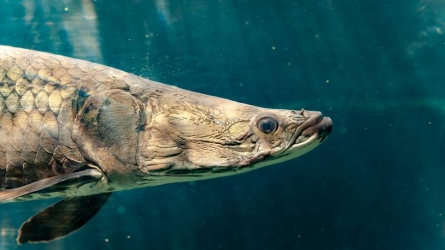 O pirarucu é um dos maiores peixes de água doce do mundo e agora outra propriedade sua é destrinchada: a resistência de suas escamas - Getty Images via BBC