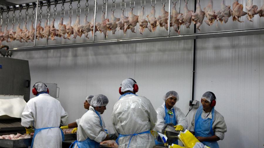 Processamento de frangos em frigorífico em Itatinga (SP) - Por Jake Spring e Ana Mano