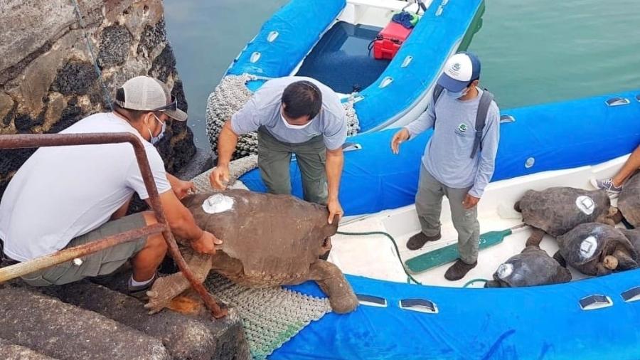 15.jun.2020 - Tartaruga Diego sai do cativeiro após ajudar a salvar espécie com seu "apetite sexual" na Ilha Espanhola, parte do Arquipélago de Galápagos - Reprodução/Twitter
