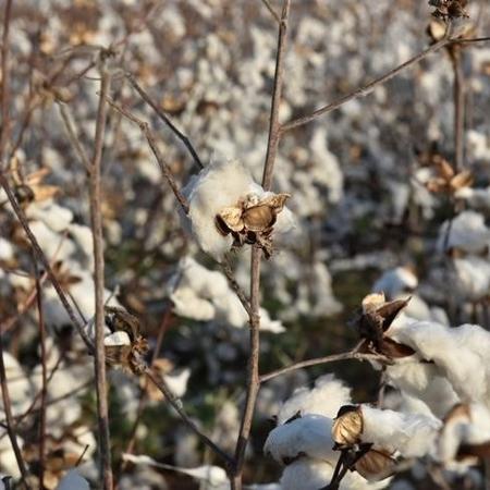 Lavoura de algodão: O Brasil é o quarto maior produtor mundial de algodão, atrás da Índia, China e Estados Unidos - Nick Oxford