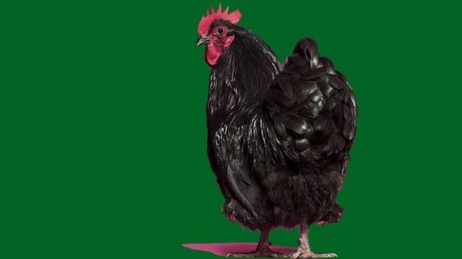 Quem diria que a resposta para entender nosso sistema imunológico estaria na cloaca das galinhas - Getty Images
