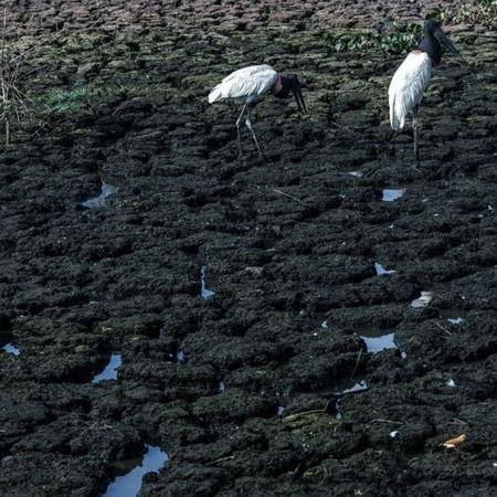 Tuiuiús (ou jaburus) buscam alimentos em trecho que secou em meio à crise hídrica do Pantanal - AHMAD JARRAH