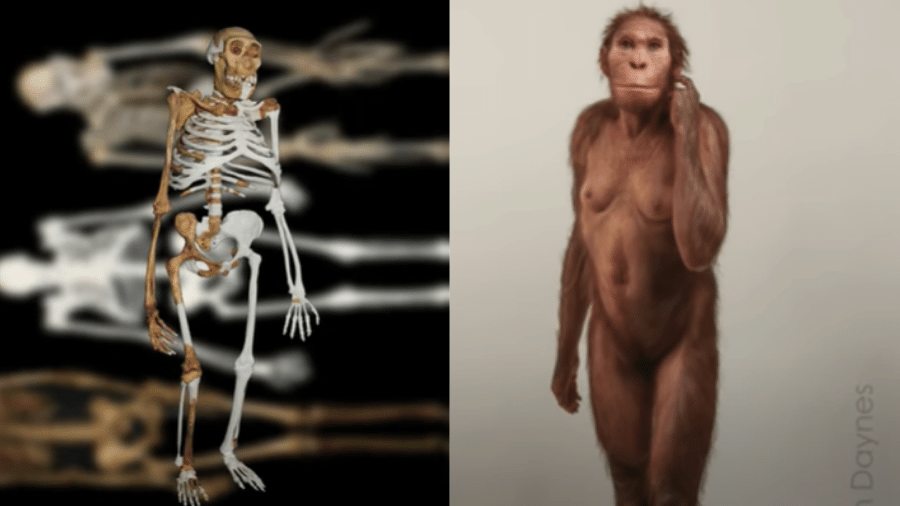 Estudo de parte inferior da espinha dorsal levou a análise sobre locomoção do Australopithecus sediba - Reprodução/Youtube