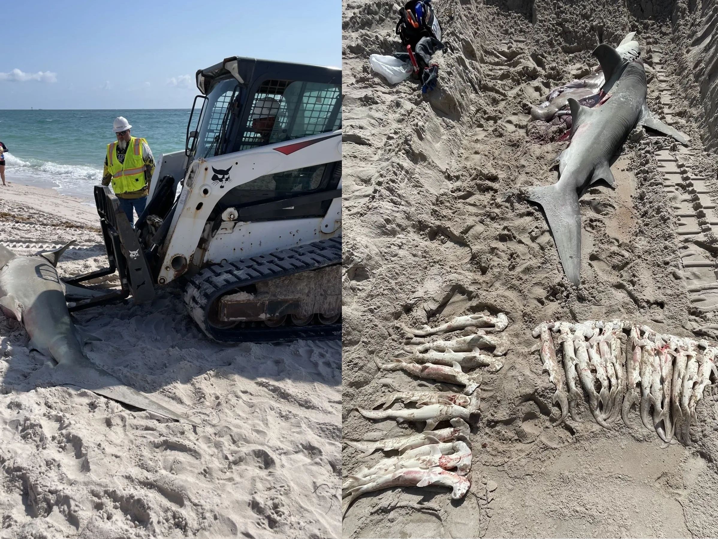 Sem perceber, banhista nada ao lado de tubarão em praia de Fortaleza, Ceará