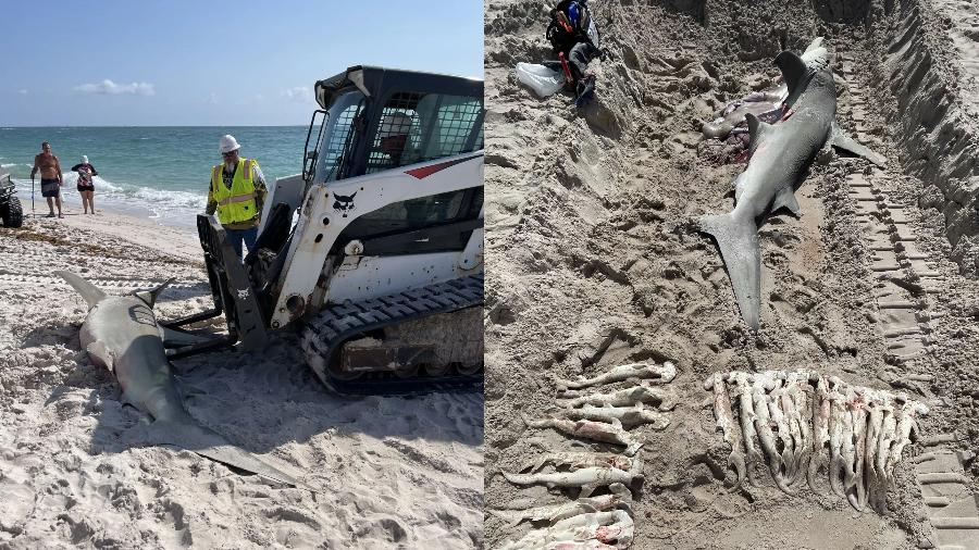 Animal foi encontrado com gancho e linha, o que sugere que tenha sido vítima de pesca; tubarão esperava 23 filhotes - Reprodução/Facebook