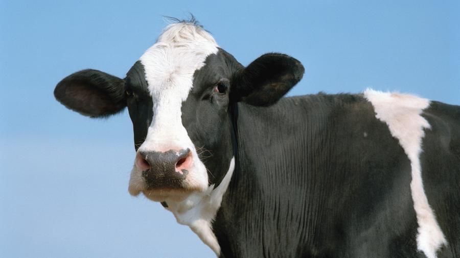 Gado, vaca, boi, febre aftosa - Getty Images