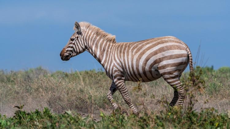 Zebra albina - National Geographic - National Geographic