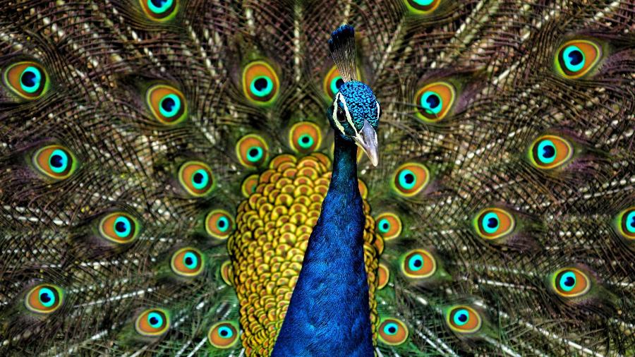 Pavão exibe sua plumagem colorida e iridescente no Sultanpur National Park, em Uttar Pradesh, na Índia - Reprodução/Wikimedia Commons/Jatin Sindhu