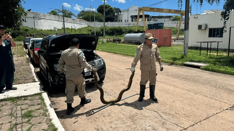 Sucuri foi solta no rio Paraguai