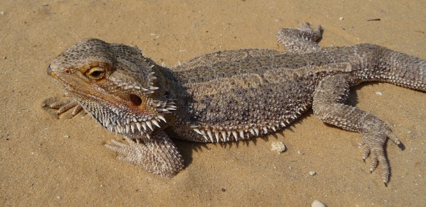  O lagarto australiano da espécie Pogona vitticeps é também chamado de "dragão barbudo" - Wikimedia Commons