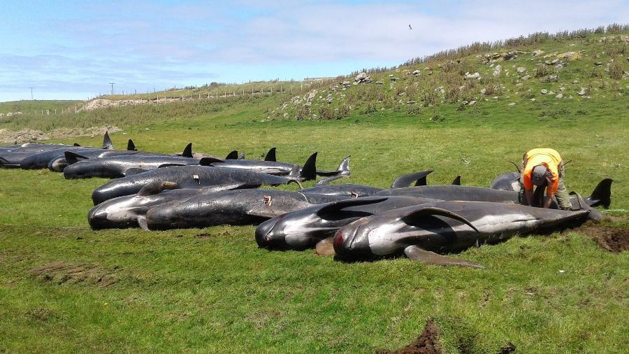 30.nov.2018 - Baleias-piloto mortas na costa das Ilhas Chatham, Nova Zelândia - New Zealand/Handout via REUTERS